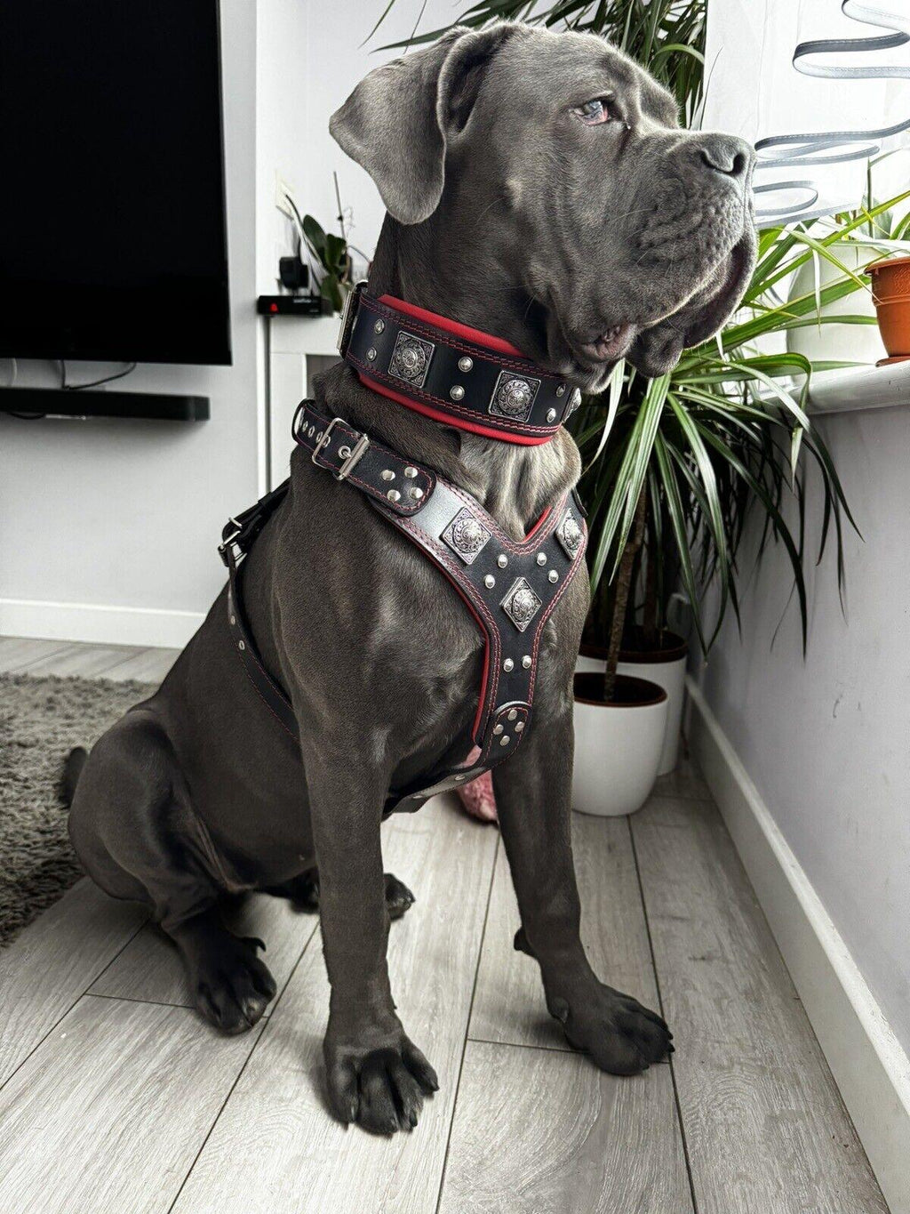 "EROS" BIG dog SET - Harness - collar - lead. Black & Red