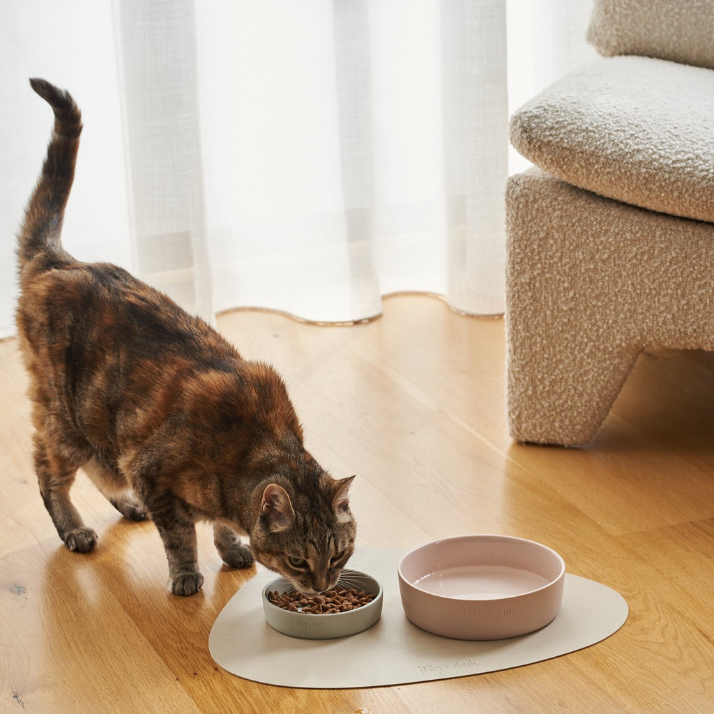 coleiras para gatos