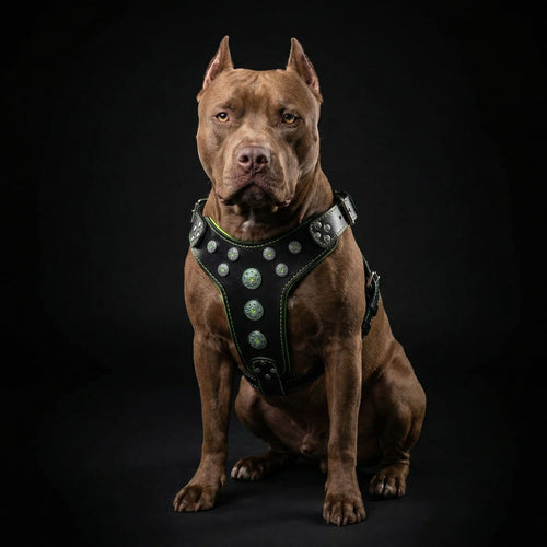''Bijou'' harness Black & Green for large dogs